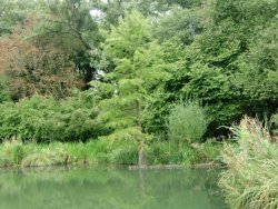 Spätsommer Koi Franken bei Nürnberg