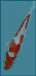 26 - 35 cm